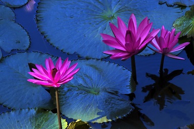 flores ecologia belleza pixabay